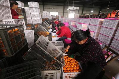 &ldquo;全國網(wǎng)絡主流媒體行&rdquo;走進湖北宜昌 生態(tài)發(fā)展看荊楚 電商平臺助力農(nóng)產(chǎn)品上行