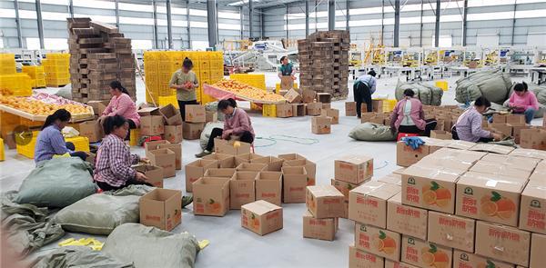 電商助力臍橙產(chǎn)業(yè)數(shù)字化升級 大額資金顯成效